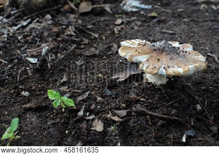 Mushrooms On The Ground In The Forest. Panorama Of A Brown Mushroom On Wet And Humid Green Mossy Lan