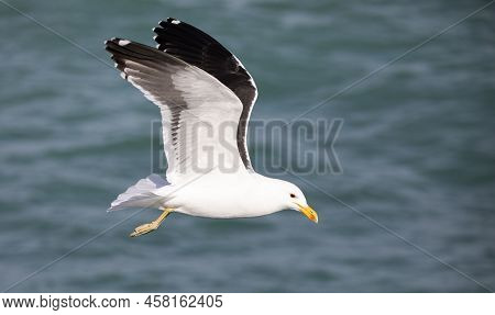 Seagull Flying Over The Deep Waters Of The Shark Alley In The Atlantic Ocean In Gansbaai (south Afri