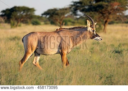A Rare Roan Antelope (hippotragus Equinus) In Natural Habitat, Mokala National Park, South Africa