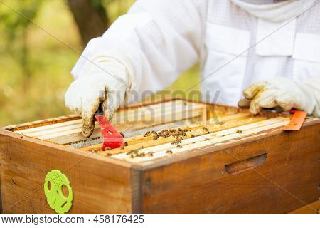 Beekeeper On An Apiary, Beekeeper Is Working With Bees And Beehives On The Apiary, Beekeeping Or Api