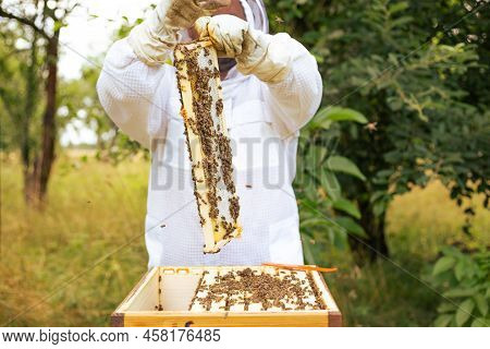 Beekeeper On An Apiary, Beekeeper Is Working With Bees And Beehives On The Apiary, Beekeeping Or Api