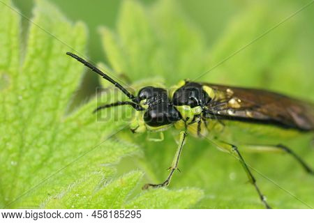 Closeup On A Colorful Green Sawfly,tenthredo Mesomela On A Green Geranium Leaf In The Garden