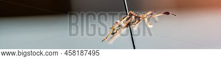 Pinned Macro Of A Squash Bug Nymph In An Insect Entomology Collection