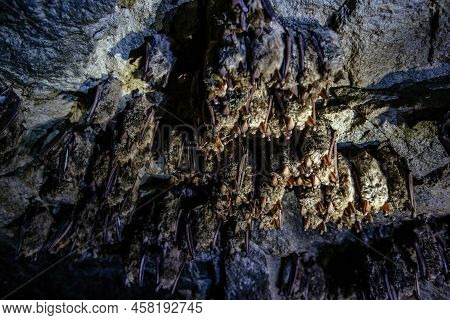 Colony Of Sleeping Bats In The Cave