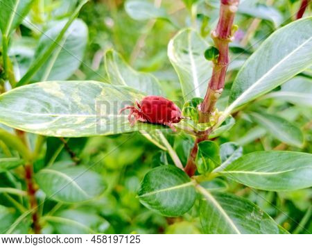 A Red Mite On The Leaf. Selective Focus.