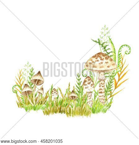 Poisonous Mushrooms Watercolor, Toadstool, Inedible Toxic Mushroom, Fly Agaric, White Toadstool. Iso
