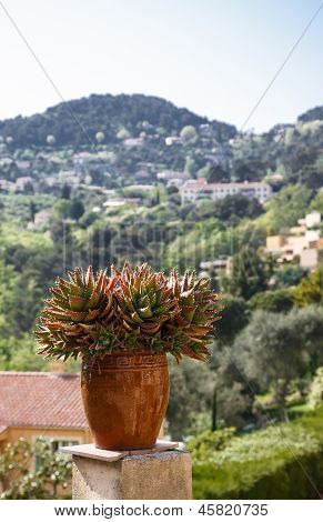 Cactus pentola a sud della Francia