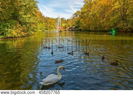 White Swan And Ducks On The Lake, Autumn Landscape View With Fountain And Yellow Trees, Sofievka Par