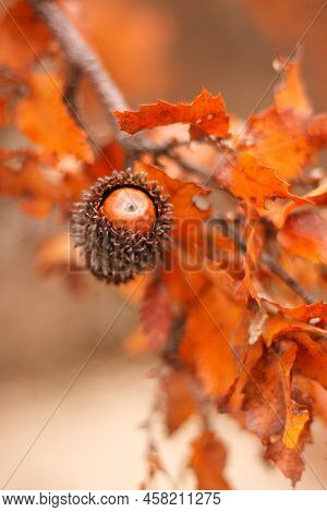 Acorn And Red Orange Brown Oak Quercus Cerris, The Turkey Oak Or Austrian Oak Foliage On Branches Wi