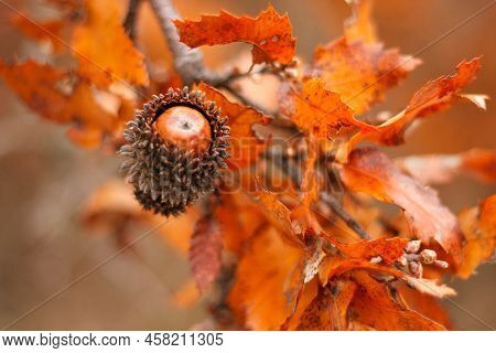 Acorn And Red Orange Brown Oak Quercus Cerris, The Turkey Oak Or Austrian Oak Foliage On Branches Wi