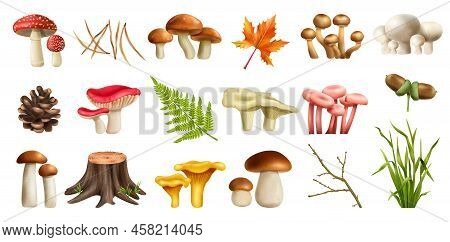 Mushrooms Forest Realistic Set With Boletus Isolated Vector Illustration