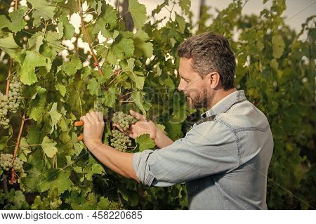 Guy Harvester On Summer Harvest. Enologist With Garden Scissors. Farmer Cut Grapevine.