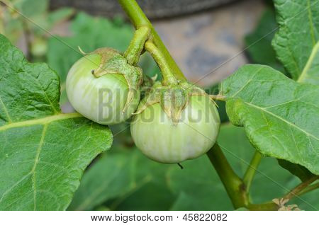 Two Eggplants With Dro