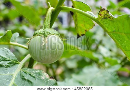 Three Eggplants With Drops .