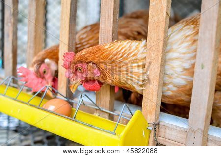 Chickens In Poultry Farm