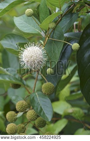 Buttonbush (cephalanthus Occidentalis). Called Button Willow, Buck Bush And Honey Bells Also
