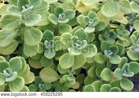 Close-up Image Of Vicks Plant (plectranthus Hadiensis)