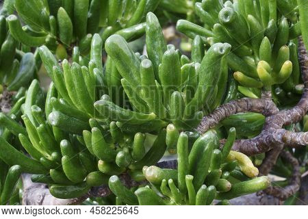 Close-up Image Of Gollum Jade Plant (crassula Ovata 'gollum')