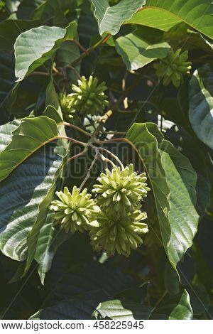 Happy Tree (camptotheca Acuminata). Called Cancer Tree And Tree Of Life Also