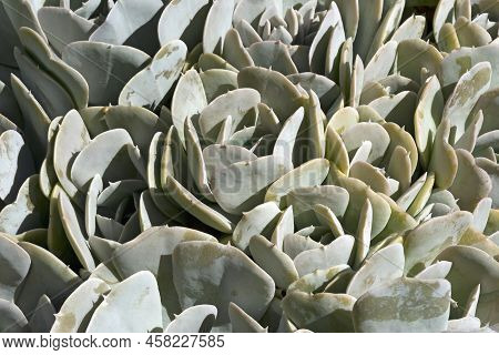 Close-up Image Of Runyonii Echeveria (echeveria Runyonii)