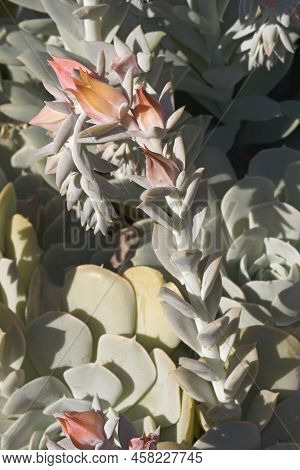 Close-up Image Of Runyonii Echeveria (echeveria Runyonii)