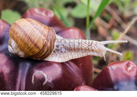 Helix Pomatia, A Grape Snail Of The Helicidae Family. Snail In A Shell. Grape Snail On The Ground. A