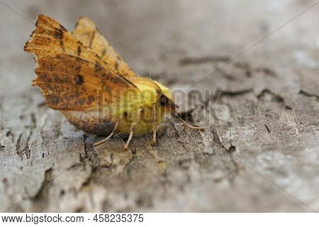 Detailed Closeup On The Canary-shouldered Thorn Geometer Moth,ennomos Alniaria, With Open Wings