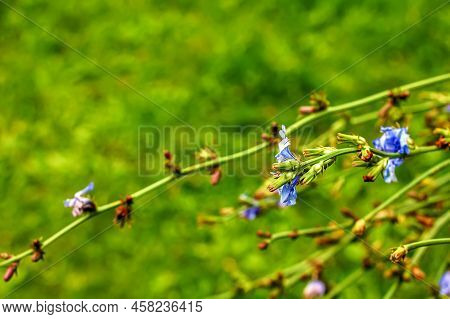 Blooming Chicory, Common Chicory (cichorium Intybus). Honey Plant (nectar And Pollen). Coffee Substi