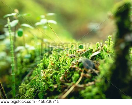Young Green Fern Growing In Summer. Fern With Green Leaves On A Natural Background. Green Is The Col