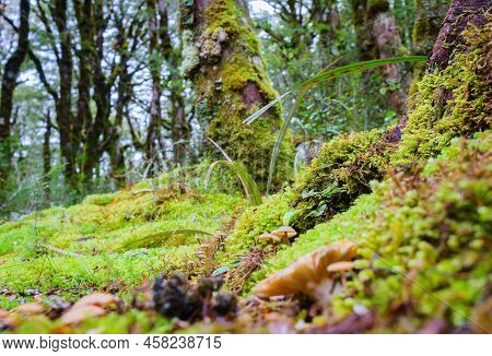 Amazing Selection Small Plants And Mosses In Micro-landscape On Southern Alps Rainforest Floor, Beal