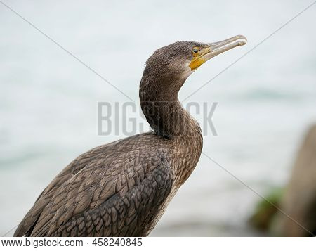 The Head Of The Cormorant Closeup On The Background Of Water