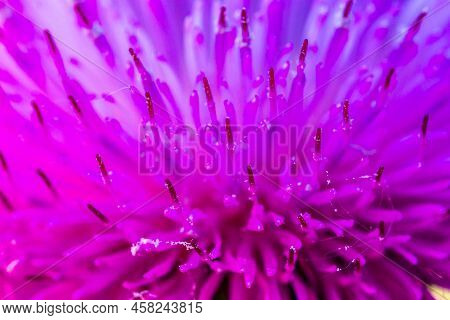 Macro Shot Of A Vibrant Magenta Thistle Flower