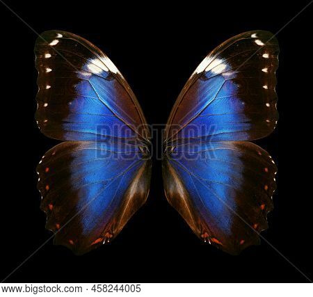 Wings Of A Butterfly Morpho. Morpho Butterfly Wings Isolated On A Black Background