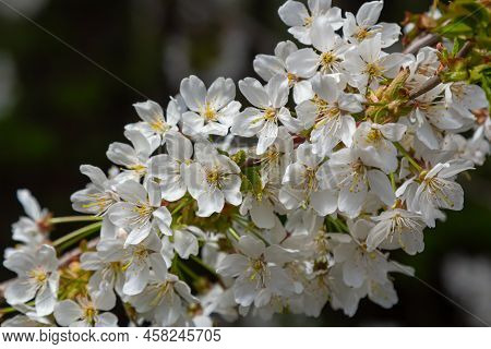 White Cherry Blossoms In Spring Sun. Selective Focus Of Beautiful Cherry Blossom. Beautiful Cherry B