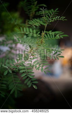 Nature Background, Indigofera Tree, Indigo (karm) In The Garden