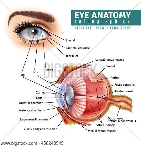 Human Eye Anatomy Infographics With Outside View And Organ Inside Structure On White Background Real