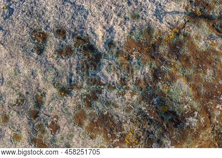 Golden Moonglow Lichen On Quartzite Sandstone Surface. A Pioneer Lichen In Bare Rock Succession That