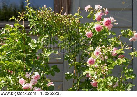 Beautiful Pink Nostalgic Rose In A Garden. Pink Blend Large-flowered Climber. Climbing Pink Rose Jas