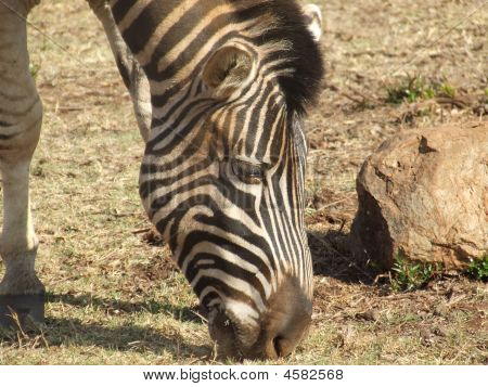 Grazende Zebra