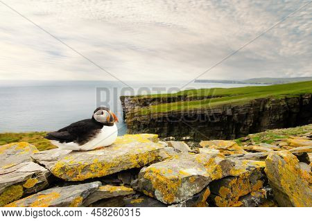 Close Up Of An Atlantic Puffin On Cliffs, Noss Island, Shetland, Uk.