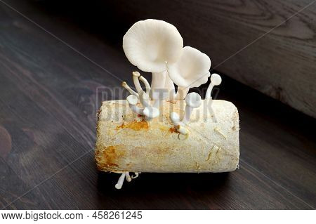 Matured Indian Oyster Mushrooms Surrounded With Immature Pins Growing On Mycelium Block