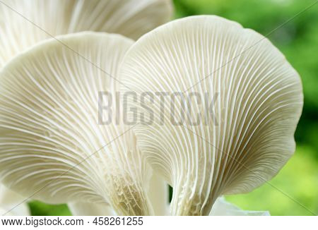 Artistic Texture Of The Back Of Matured Oyster Mushrooms Or Pleurotus Pulmonarius