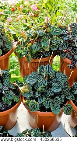 Beautiful Garden Plants Peperomia Caperata Also Known As Green Ripple, Little Fantasy Pepper Etc