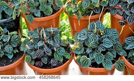Beautiful Garden Plants Peperomia Caperata Also Known As Green Ripple, Little Fantasy Pepper Etc