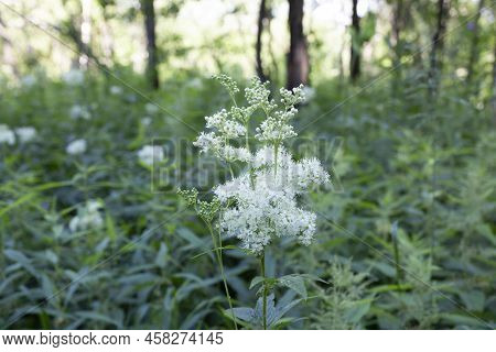 Meadowsweet Grows In The Forest. Flowering Of Meadowsweet In Summer.