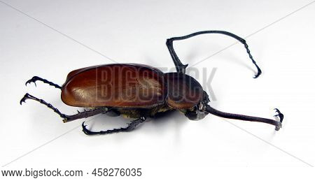 Unusual Tropical Beetle Boxer With Long Legs. Euchirus Longimanus. Collection Beetles. Coleoptera. E
