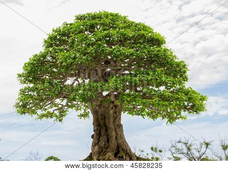 under a tree