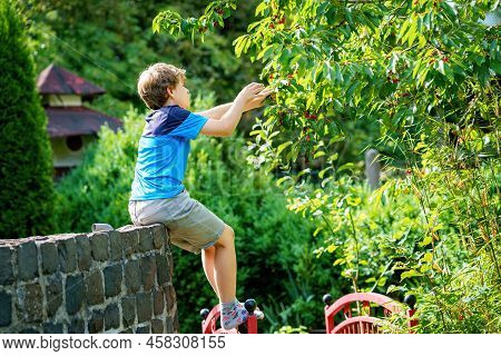 Happy Positive Preteen Boy Picking Cherry Berries From Tree In Domestic Garden. Children And Family 