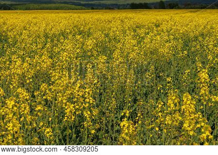 Yellow Rapseed Field At Daylight With Green Trees Groves In The Background, Telephoto Shot With Sele