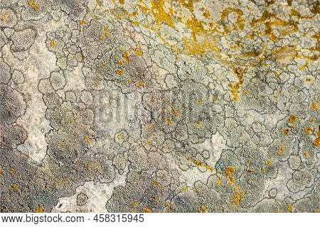 Golden Moonglow Lichen On Quartzite Sandstone Surface. A Pioneer Lichen In Bare Rock Succession That
